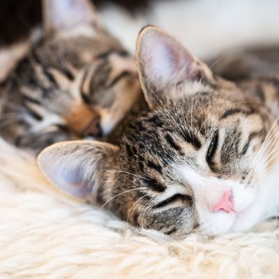 Die Vogelgrippe infiziert in den USA auch immer mehr Haustiere wie Katzen und Hunde. 