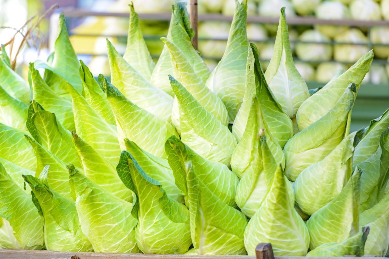 Spitzkohl ist mit Weißkohl verwandt - aber gilt als bekömmlicher. Er ist leicht verdaulich und reich an Vitamin C. Er heißt auch Schatzkohl. 