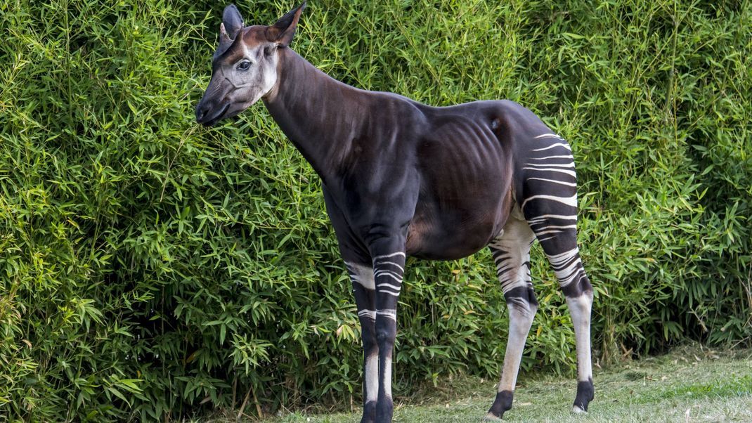 Ein Okapi