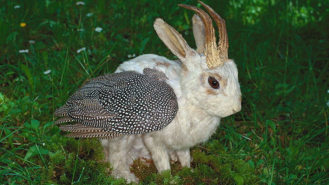 Wolpertinger werden unter anderem als Hasen mit zahlreichen ungewöhnlichen Körperteilen angesehen.