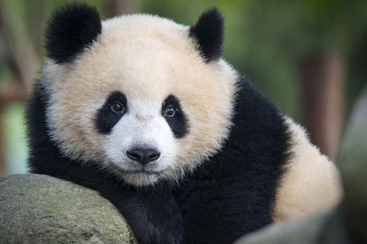 Mit ihrem großen Kopf und den flauschigen Ohren erinnern Große Pandas an Teddybären.