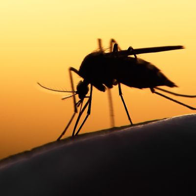 mosquito