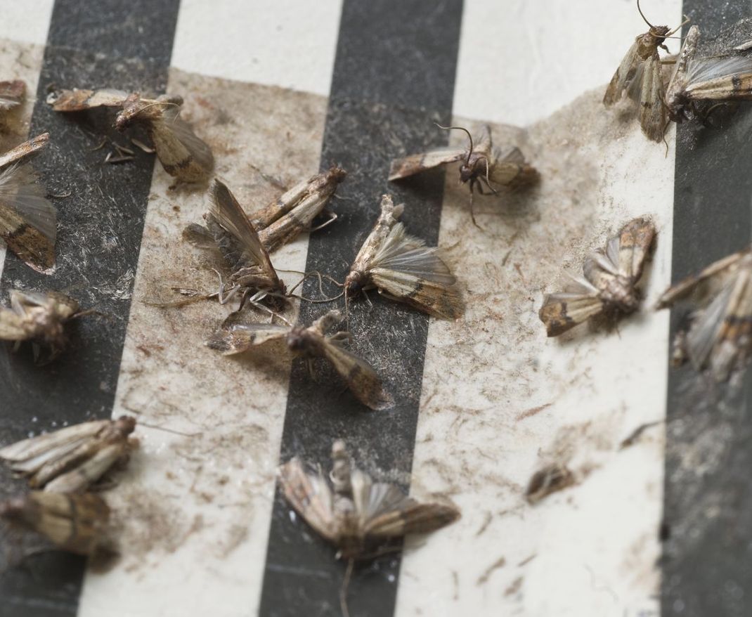 Mithilfe von Klebefallen mit Sexual-Duftstoffen (Pheromonen) aus dem Bau- oder Drogeriemarkt kannst du prüfen, wie stark der Mottenbefall bereits ist. Die Motten-Männer werden durch den Duft angelockt und bleiben an der Mottenfalle kleben.