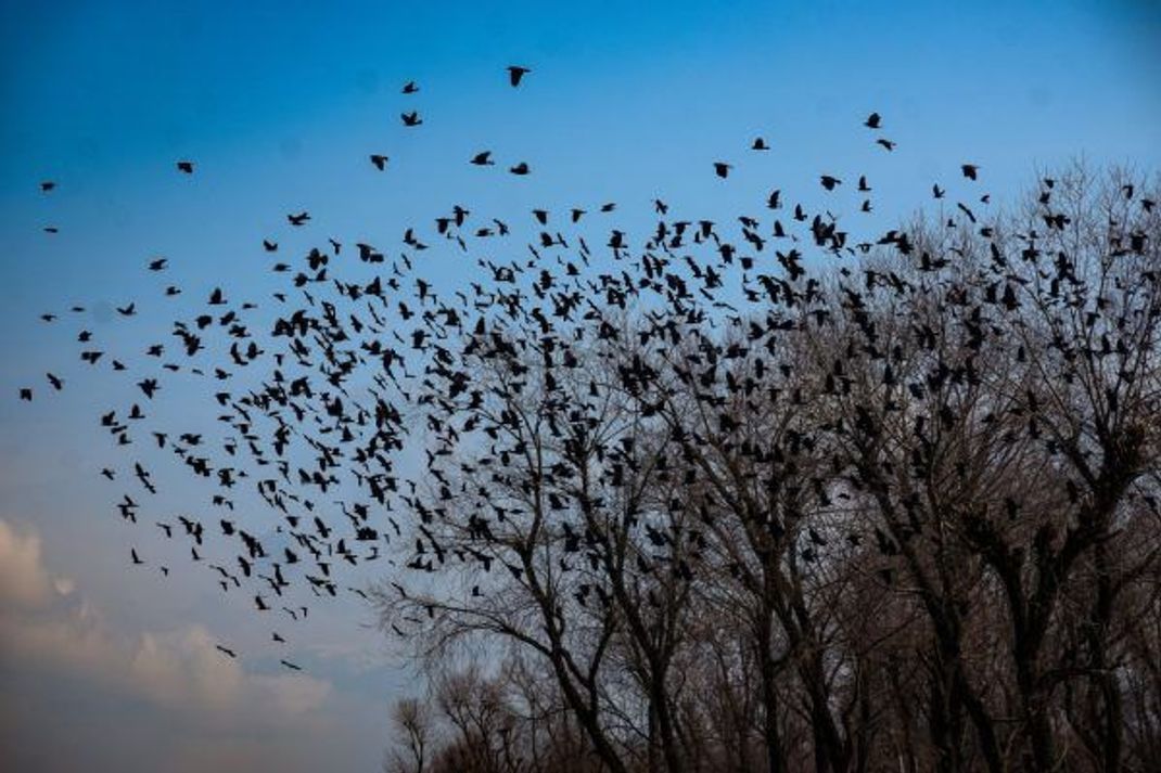 Alle oder keine - Dohlen entscheiden morgens gemeinsam durch Abstimmung, wann der Abflug vom kollektiven Schlafplatz erfolgt.