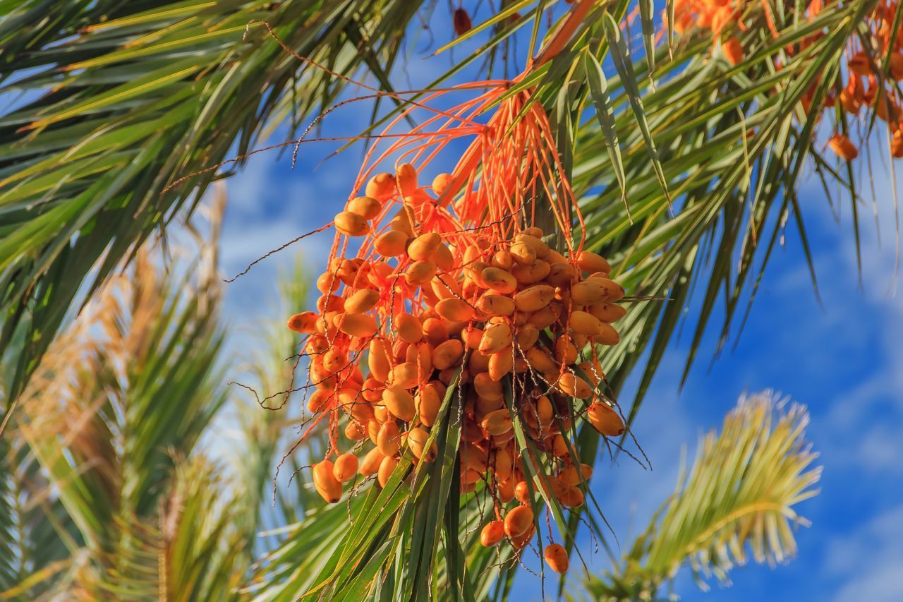 Datteln sind die Früchte der Dattelpalme. Botanisch gehören sie zur Familie der Beeren. Die Palmen tragen zwar nur jedes zweite Jahr Früchte, dafür sind sie bis zu 100 Jahre lang fruchtbar.