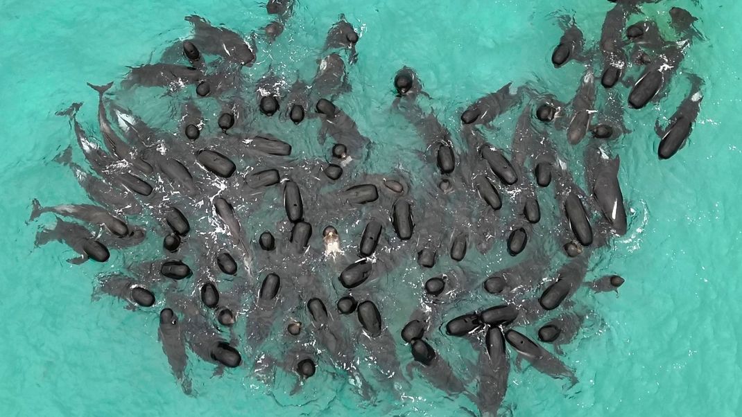 Eine Gruppe von Grindwalen versammelte sich in der Nähe des Cheynes Beach östlich von Albany. 