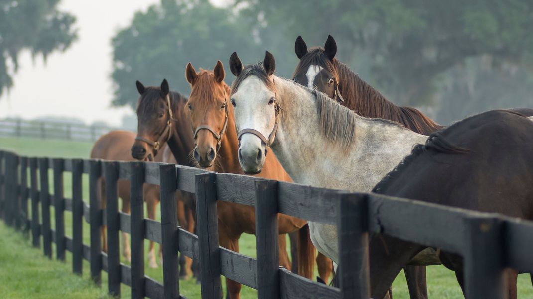 Die wichtigsten Fragen beim Pferdekauf