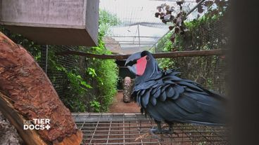 Bunte Eiersuche im Loro Parque