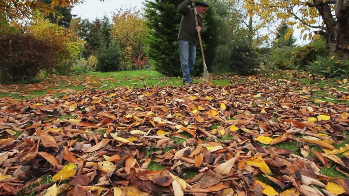 Laub im Herbst: Wer haftet bei Unfällen?