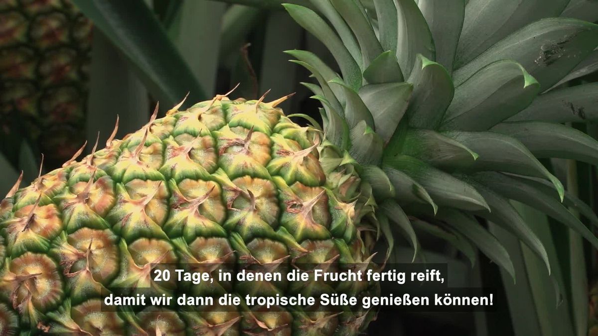 Der Weg der Ananas