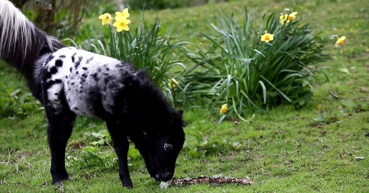 Dieses Pony ist kaum größer als eine Blume