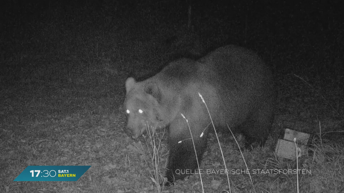 Bären in Bayern: Gibt es bald eine Braunbär-Polizei?