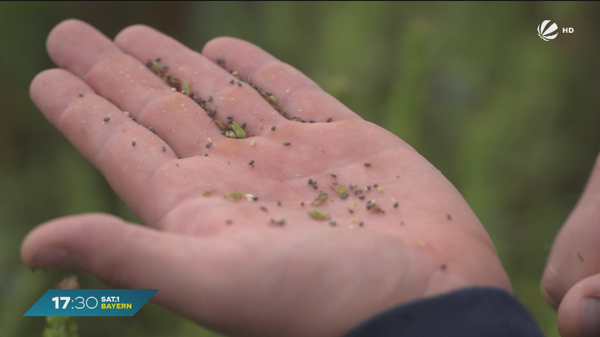 Superfood aus Bayern: Landwirt in Eching baut Chiasamen an