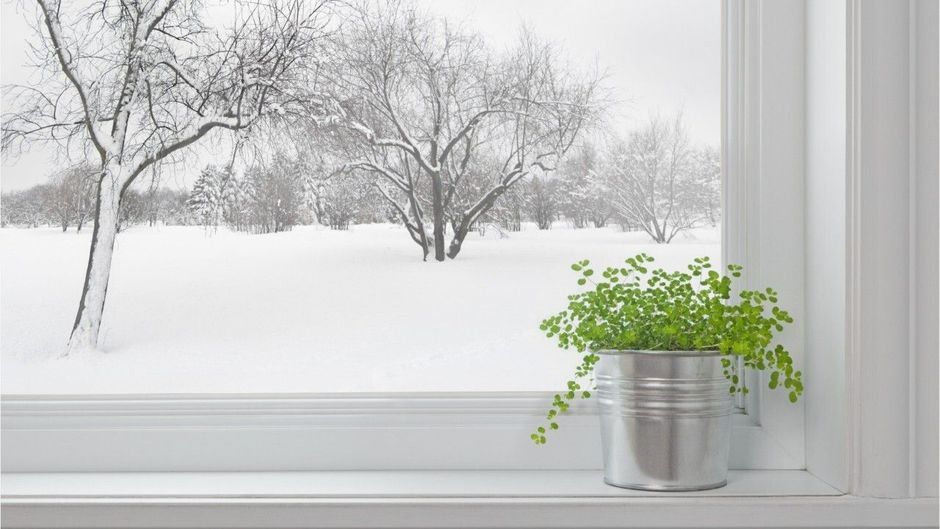 Zimmerpflanzen im Winter optimal versorgen