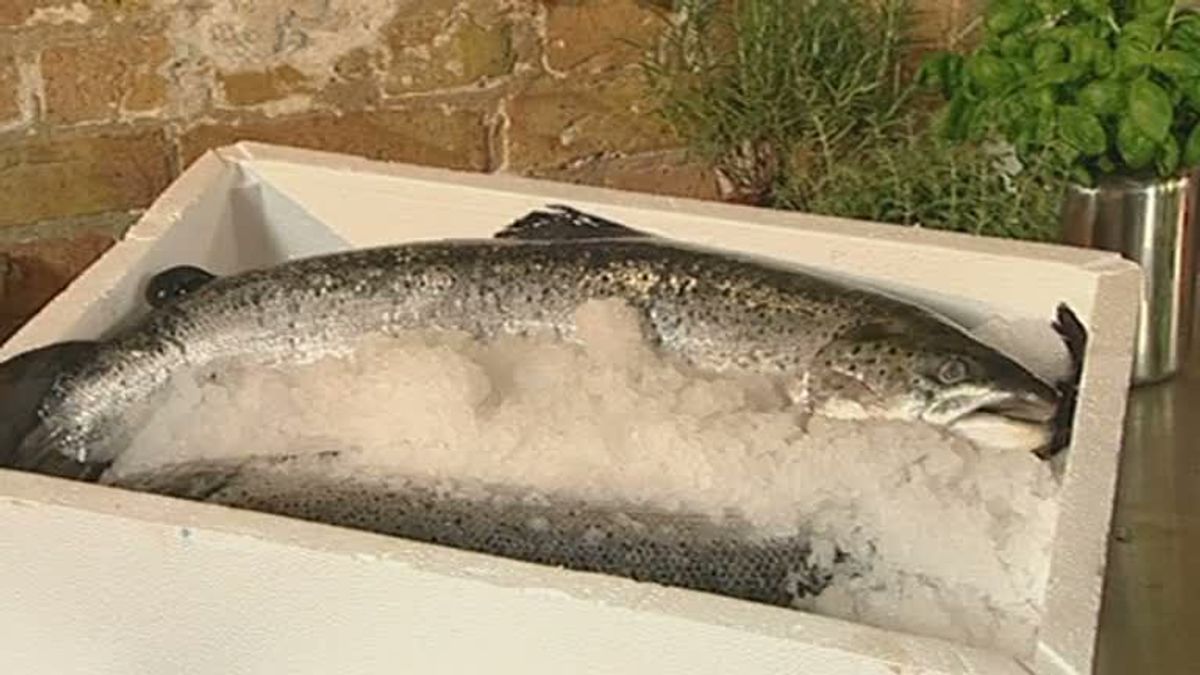 Rosins Tipp: So behandelt man Fisch