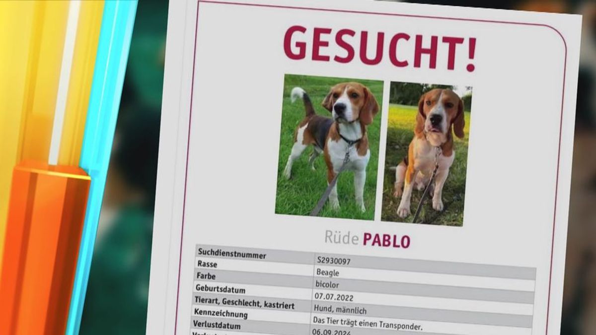 Hund in Hamburg entführt: Erpresser fordert 5000€