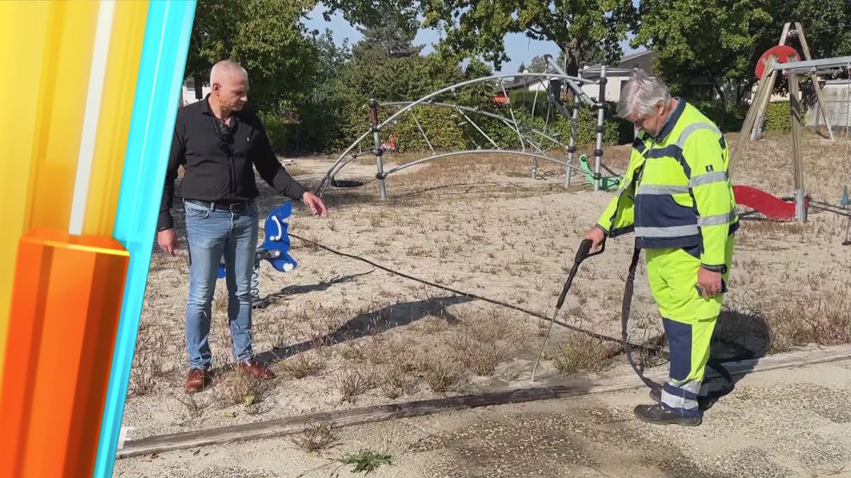 Ameisenplage in Kehl: Diese Lösung soll die Invasion stoppen