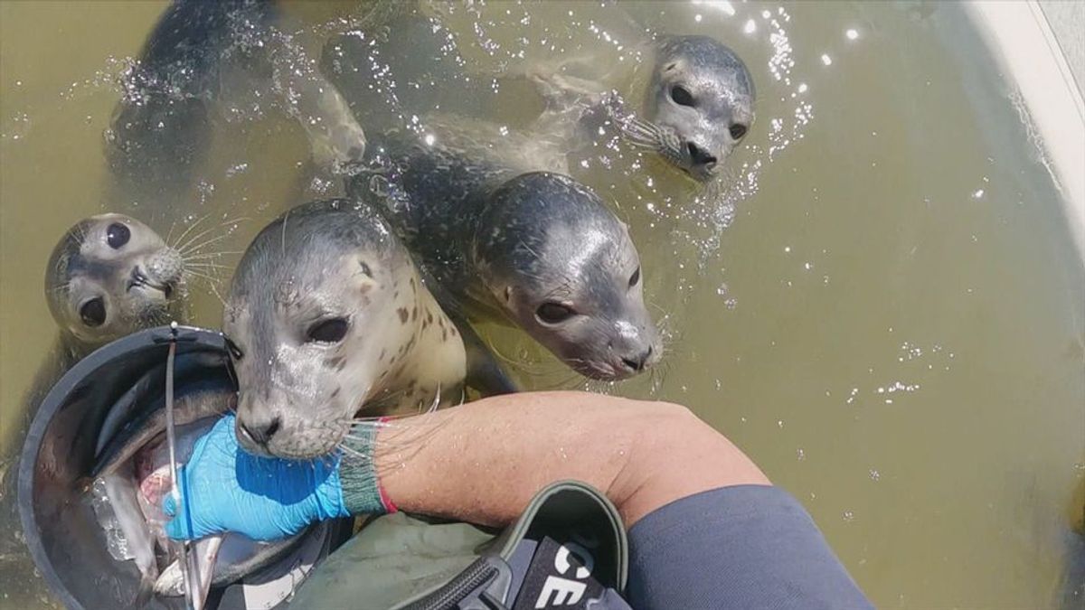 Reporter Christoph in der Seehundstation: So werden die Heuler wieder stark!