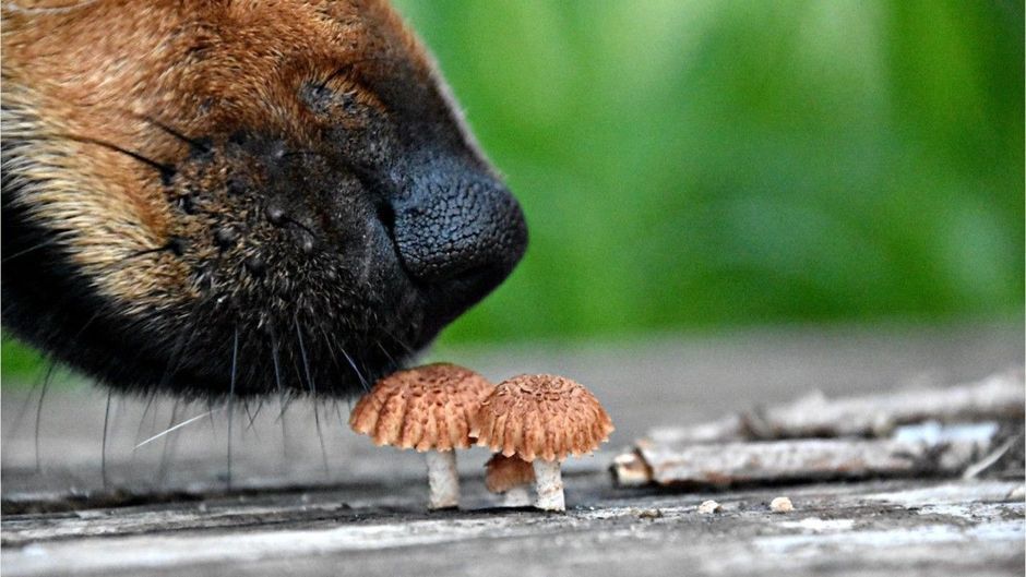 Obacht beim Gassigehen: Diese Pilze sind giftig für Ihren Hund