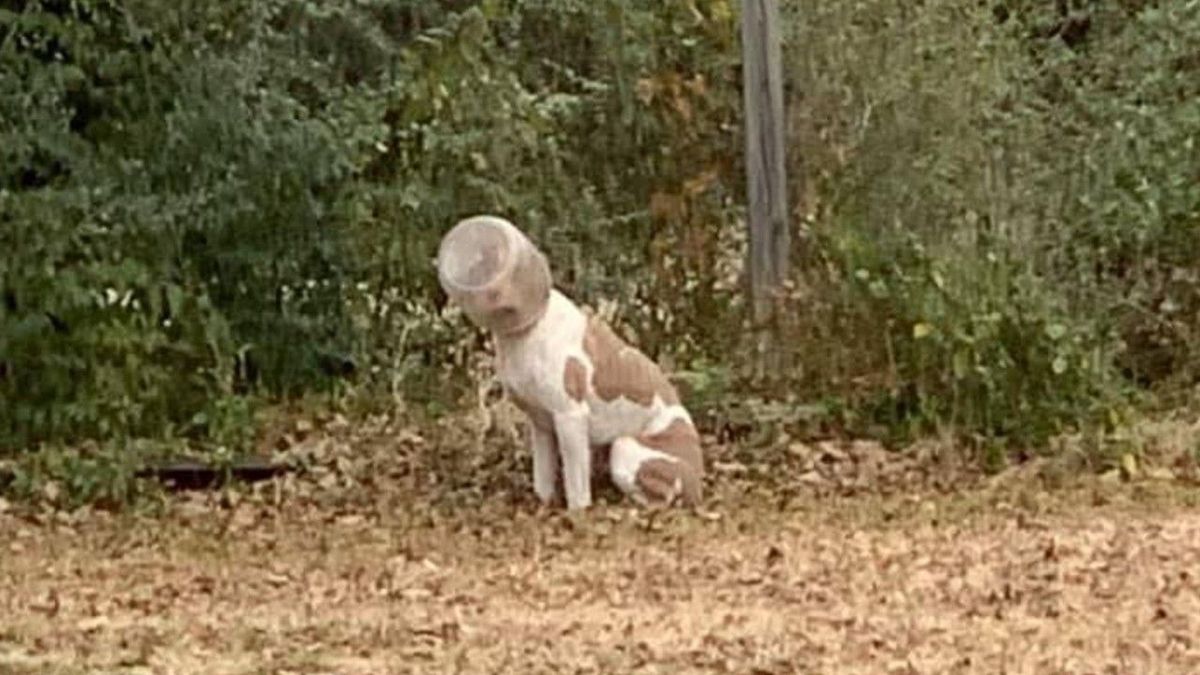 Krasse Aufnahmen: Kopf von Hund zwei Wochen in Plastikgefäß gefangen