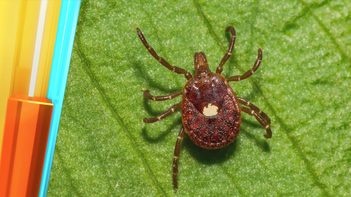 Fleisch-Allergie durch Zeckenbiss: Das steckt hinter dem Alpha-Gal-Syndrom