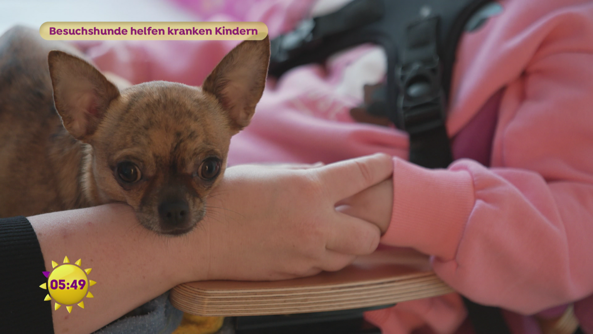 Besuchshunde helfen kranken Kindern