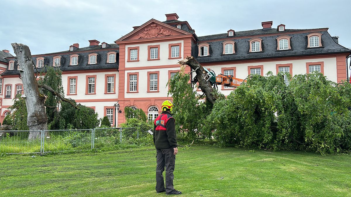 Baumpflegedienst Eppstein