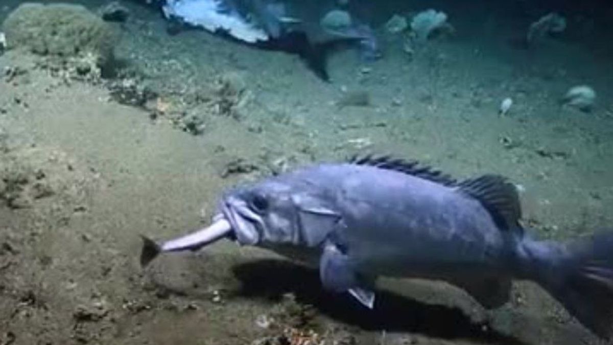 Originalaufnahmen zeigen: Riesenfisch frisst lebenden Hai