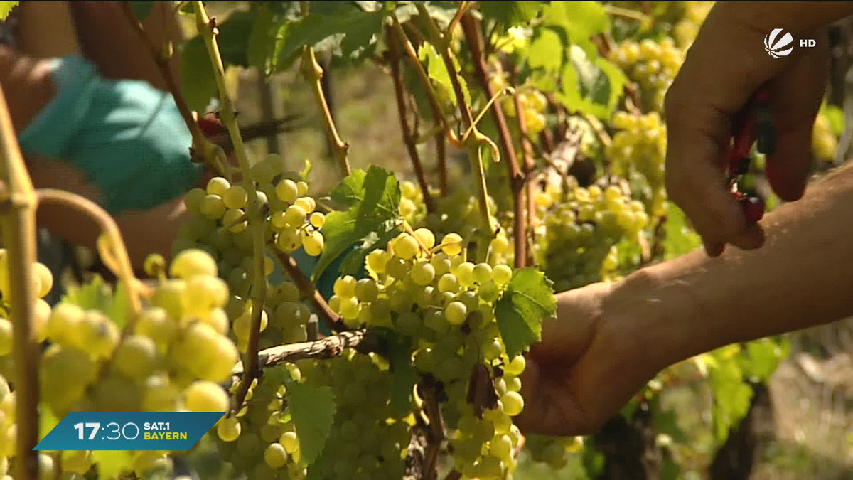 Wein in Franken: Ernte besser als erwartet