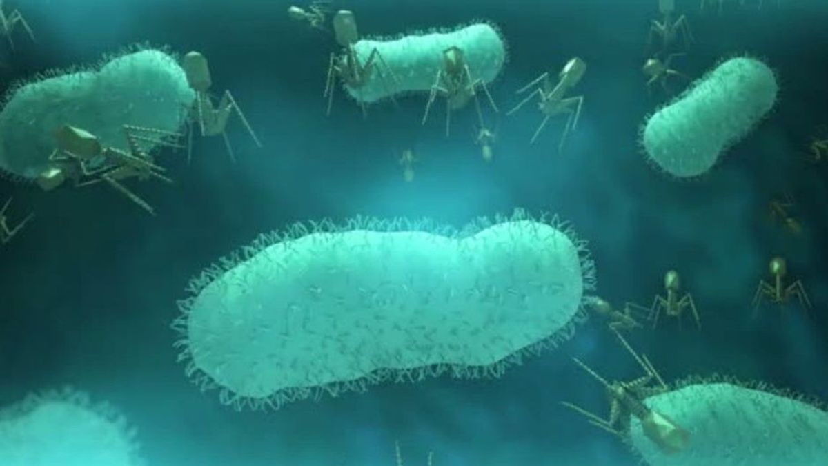 Forscher schlagen Alarm: Super-Bakterium breitet sich weltweit rasend aus