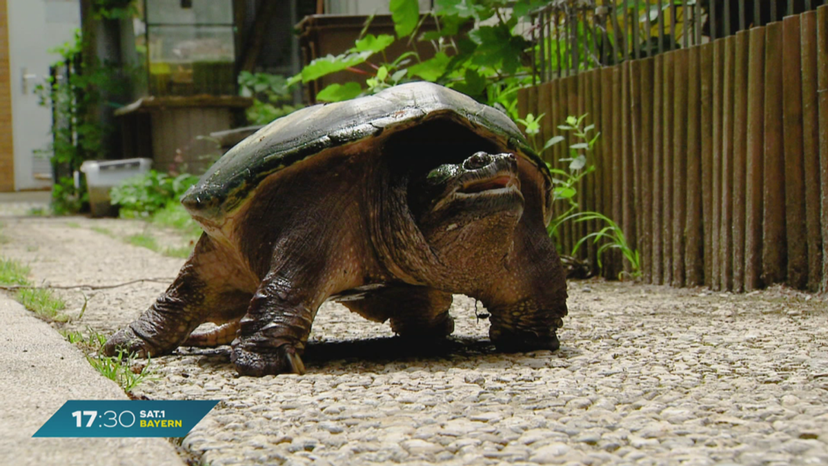 Mehr Schnappschildkröten nach Hochwasser: Gefährlich oder harmlos?