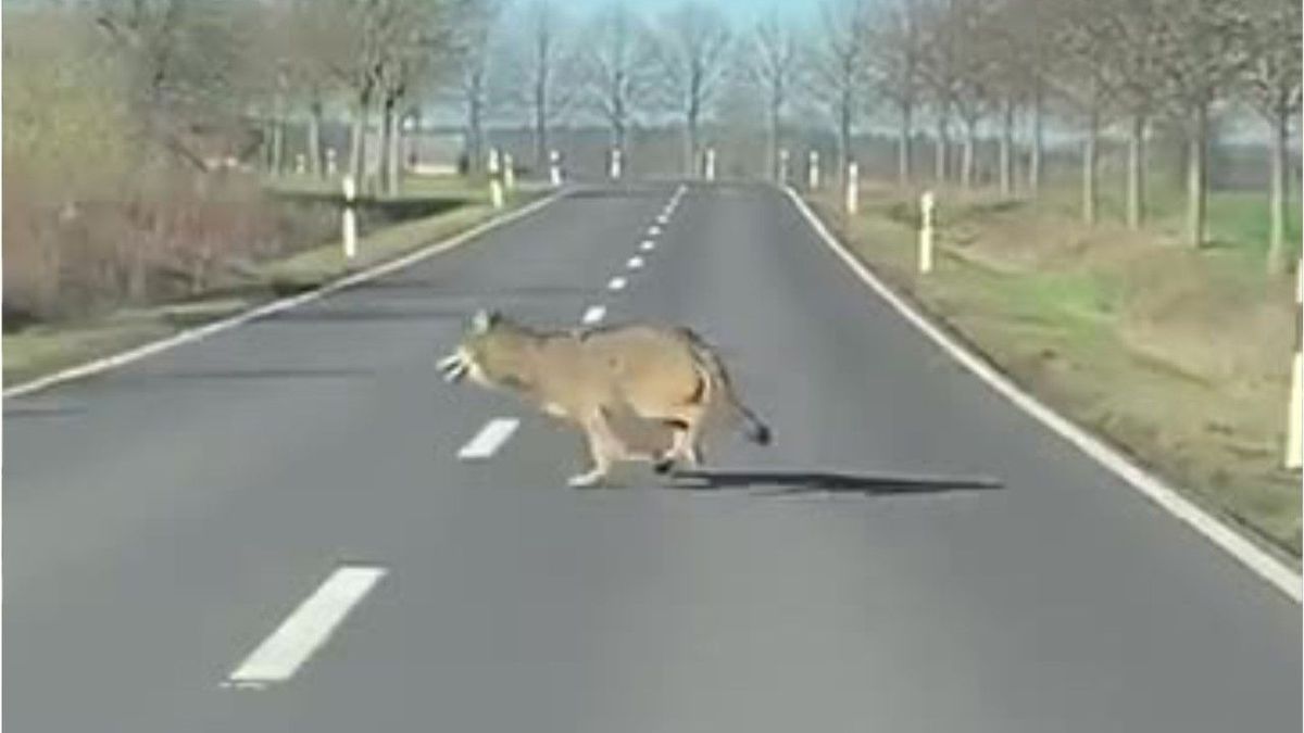 Mitten in Deutschland: Wolf überquert Straße am helllichten Tag