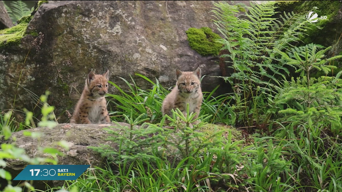 Luchsbabys im Bayerischen Wald: Drei kleine Raubkatzen sorgen für Begeisterung