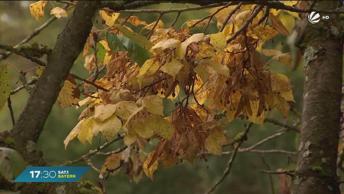 Herbst in Bayern: Die ersten bunten Blätter