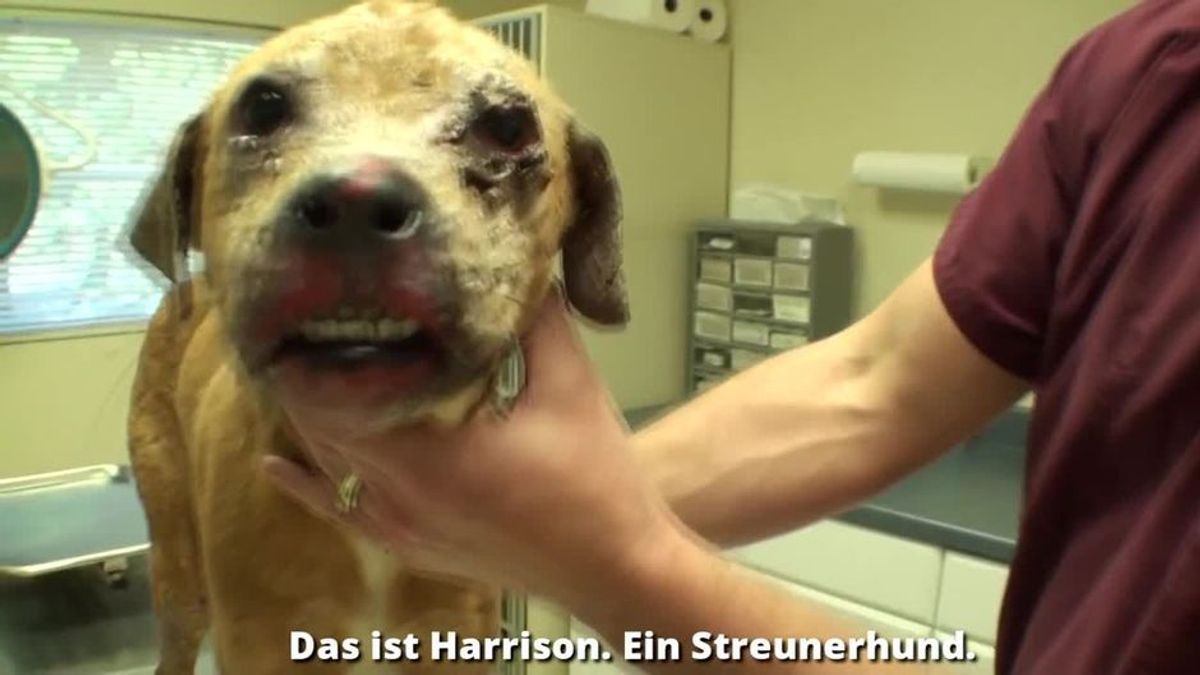 Nach seiner Rettung ist dieser Hund nicht mehr wiederzuerkennen