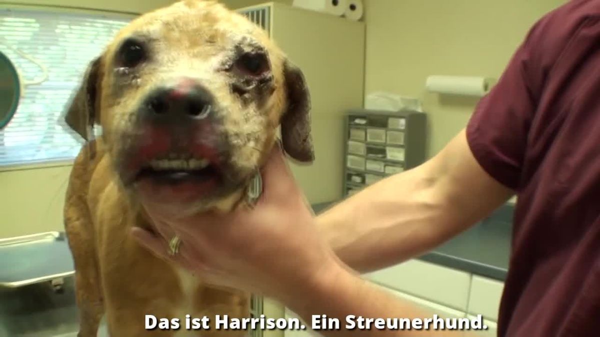 Nach seiner Rettung ist dieser Hund nicht mehr wiederzuerkennen