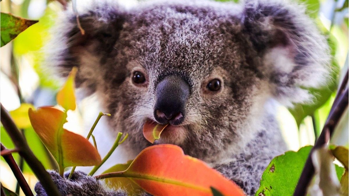 "Grausame Krankheit": Chlamydien bedrohen Koala-Population