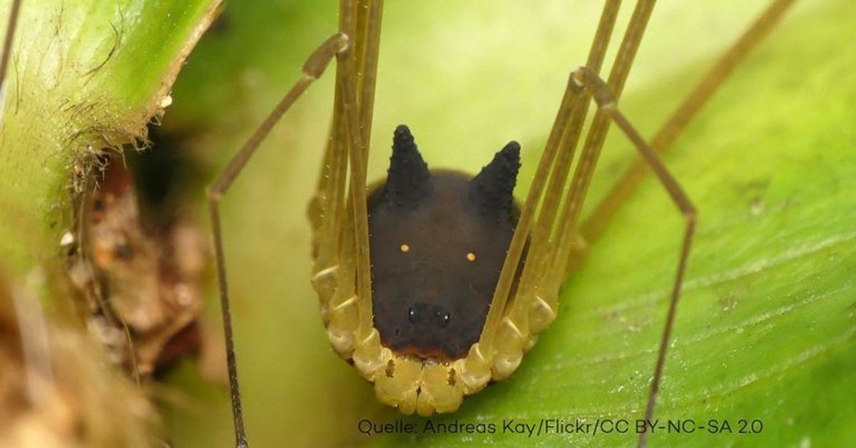Diese Spinne sieht aus wie ein niedliches Häschen - und ja, sie existiert wirklich