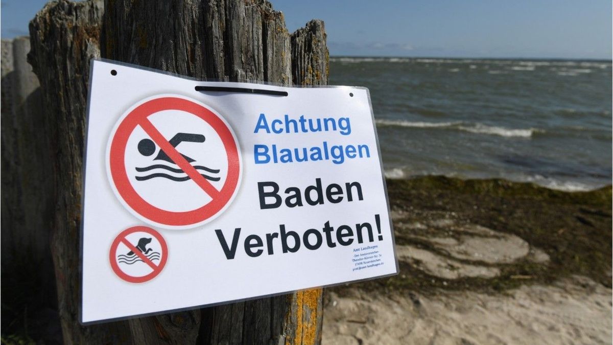 Badeverbot an der Ostsee: Algenteppiche ziehen Richtung Strand