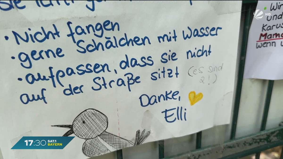 Würzburger helfen Elsterküken: „Elli” wird zum Spielplatz-Star