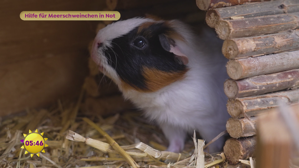 Hilfe für Meerschweinchen in Not