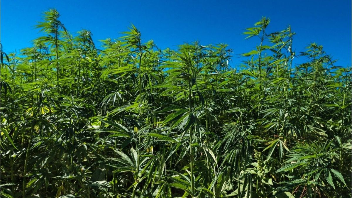 Spanien wird zum Hauptumschlagplatz für Cannabis in Europa