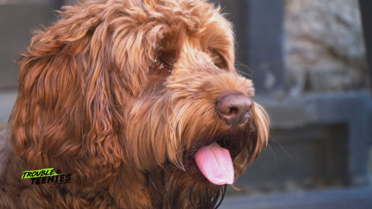 Der Labradoodle: Darum ist er der perfekte Familienhund