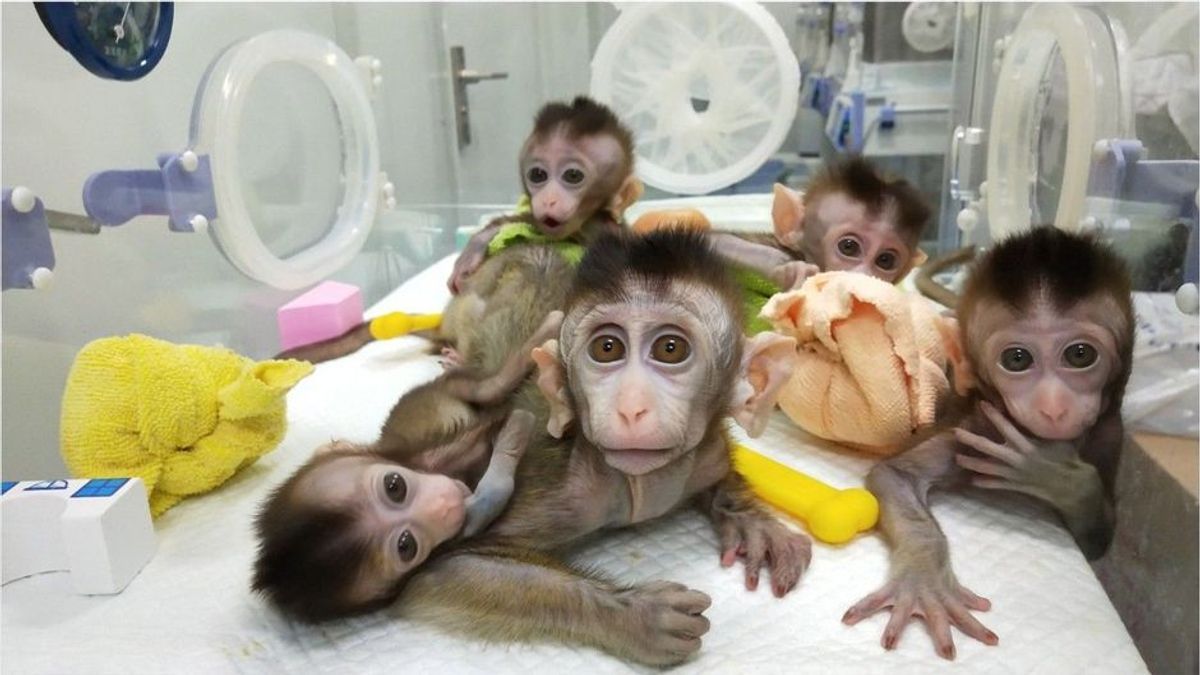 Durchbruch: Chinesische Wissenschaftler klonen fünf Affen