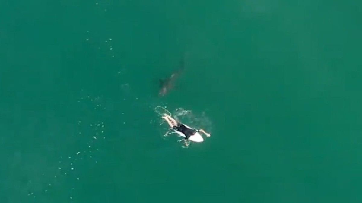 Das war knapp! Profi-Surfer entgeht nur haarscharf einer Hai-Attacke