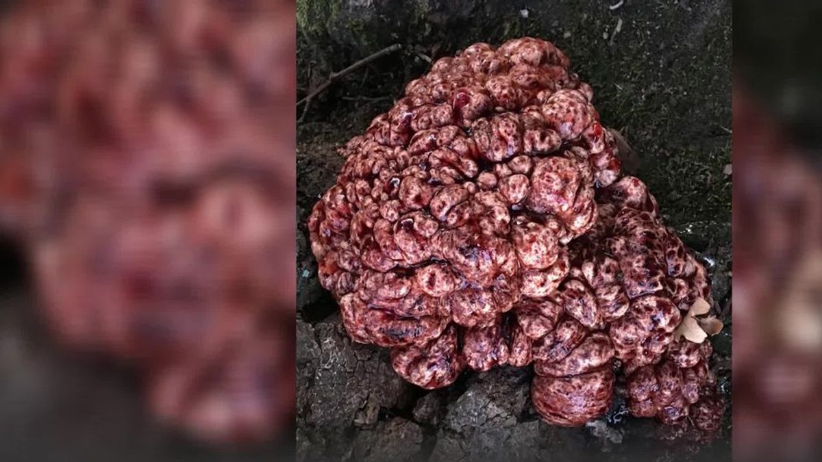 Mysteriöser Pilz: Dieses Gewächs sieht aus wie ein blutiges Gehirn