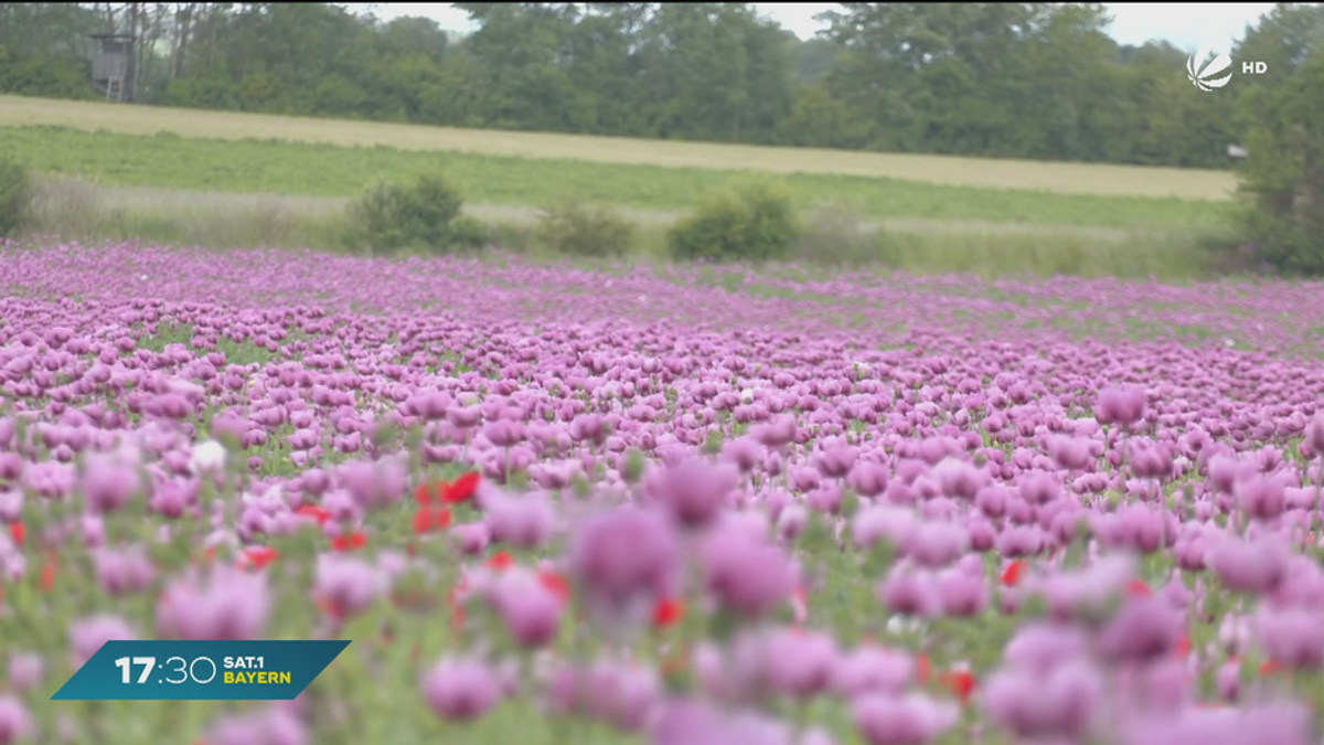 Frühling in Bayern: Felder voll blühendem Mohn
