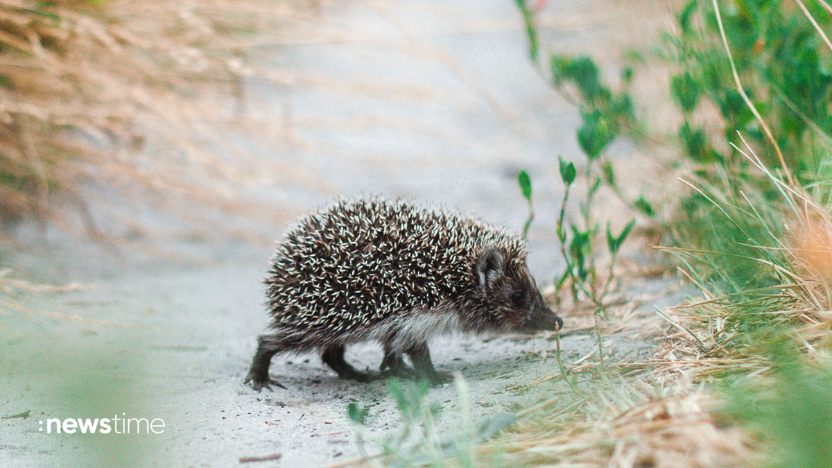 Naturschutzbund alarmiert: Igel in Gefahr