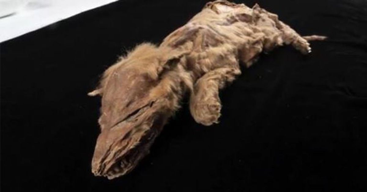 Faszinierende Aufnahmen: 57.000 Jahre alte Wolfs-Mumie entdeckt