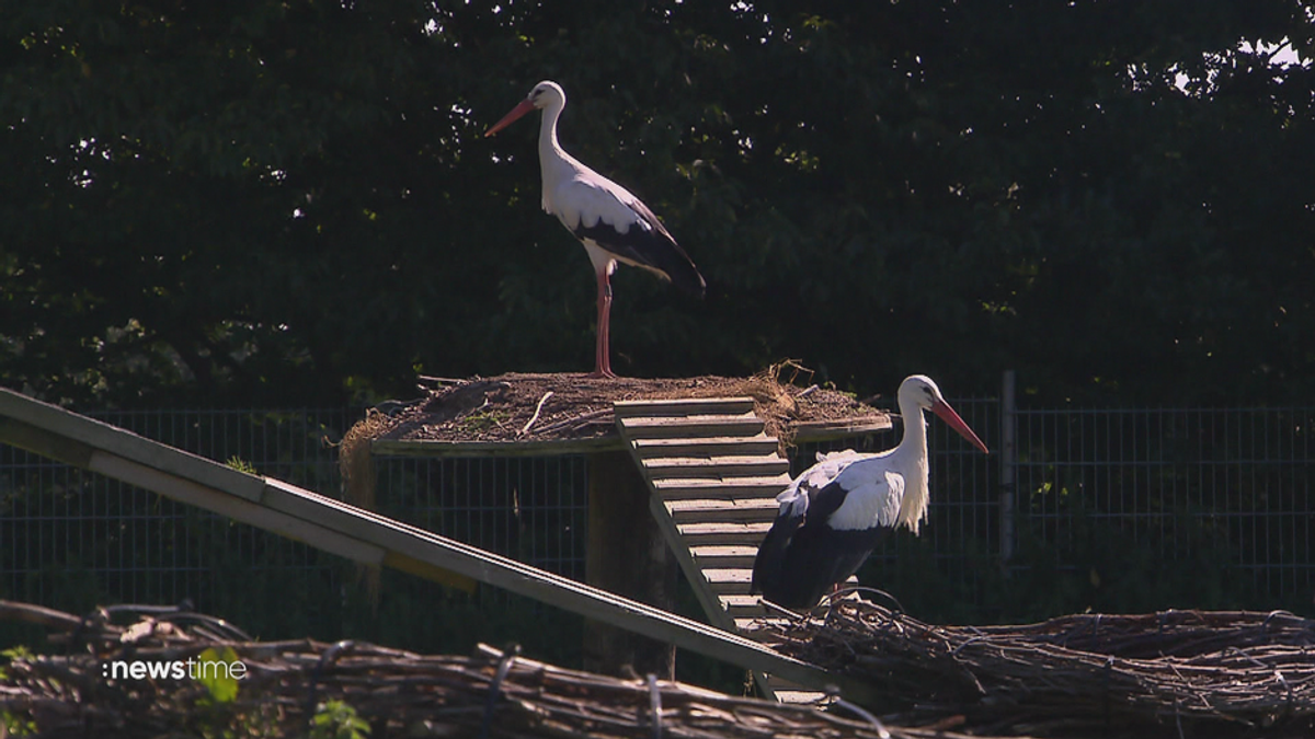 Jetzt bringt der Storch den eigenen Nachwuchs: Babyboom im Tierreich